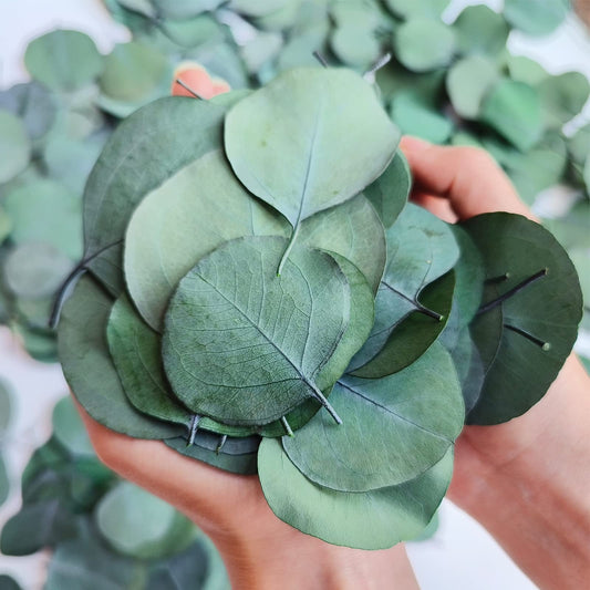 Natural Preserved Silver Dollar Eucalyptus Leaves - Sage Green (300 Pcs)